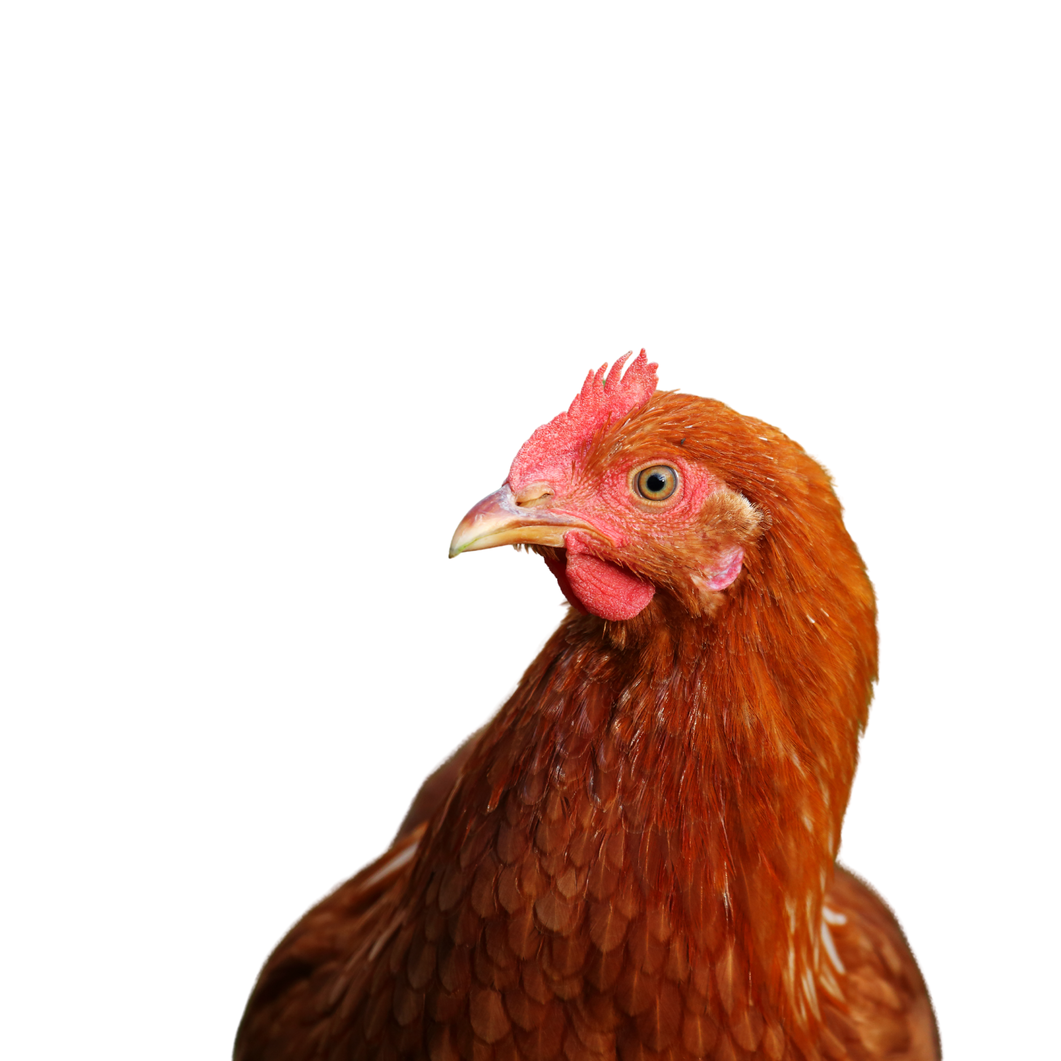 Gallo representativo de BoviVac