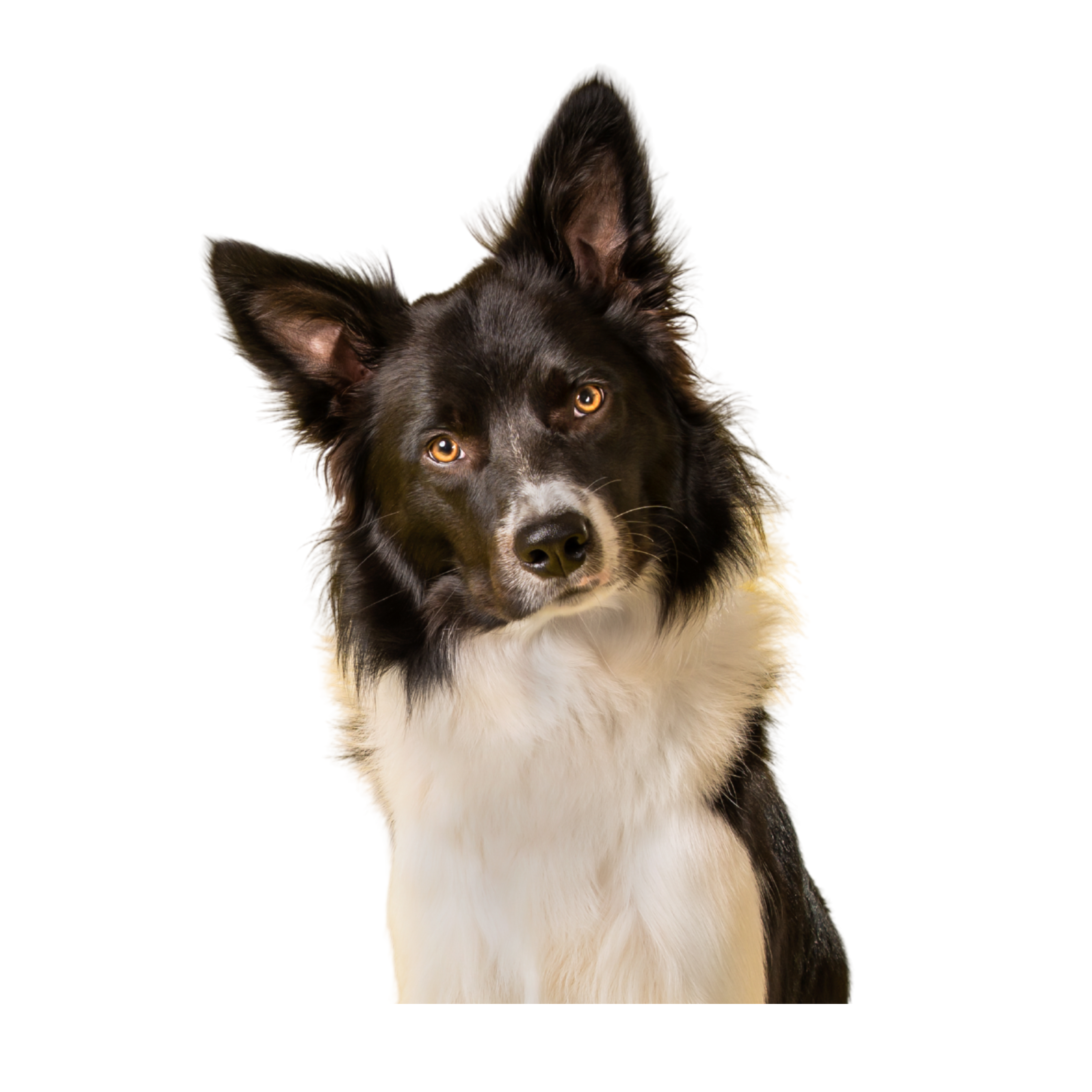 Perro representativo de BoviVac