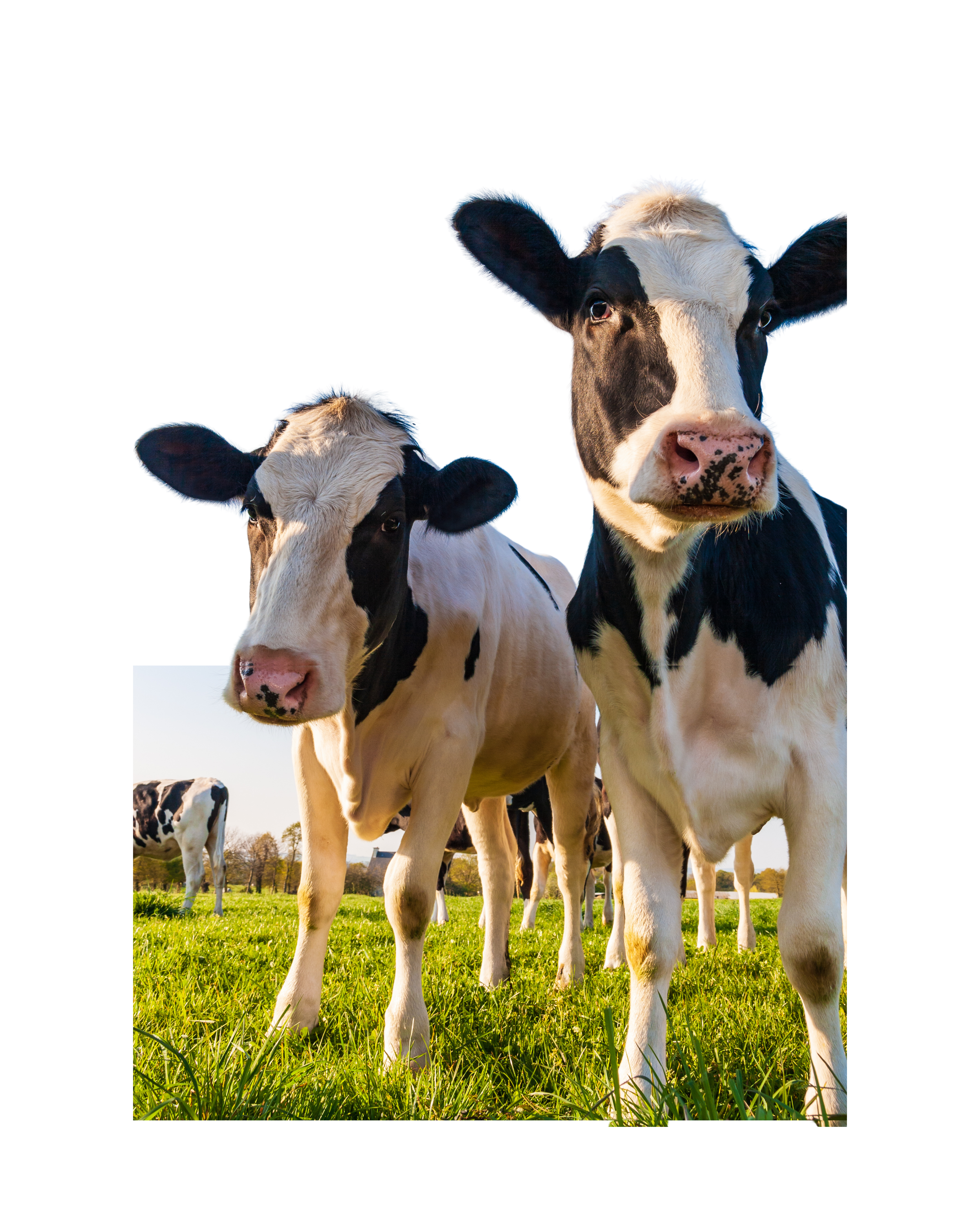 Vacas en un campo verde