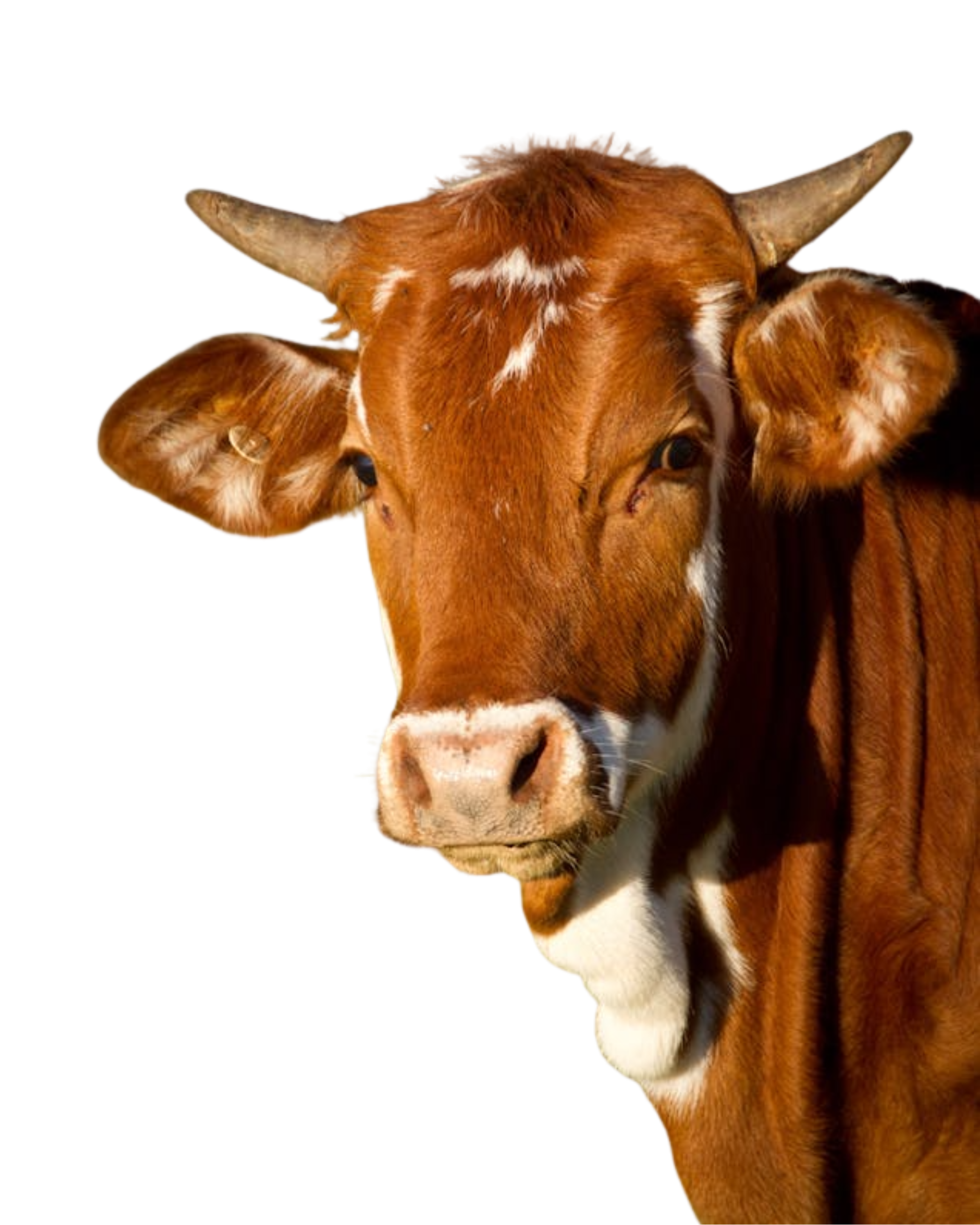 Vaca BoviVac